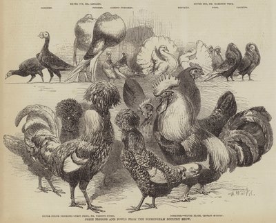 Preisgekrönte Tauben und Hühner von der Birminghamer Geflügelschau von Harrison William Weir