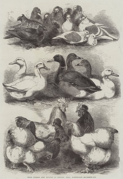 Preisgekrönte Tauben und Geflügel in der Bingley Hall, Birmingham von Harrison William Weir