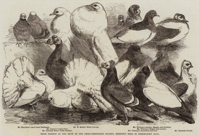 Preisgekrönte Tauben auf der Ausstellung der Philo-Peristeron-Gesellschaft, kürzlich in der Freemasons