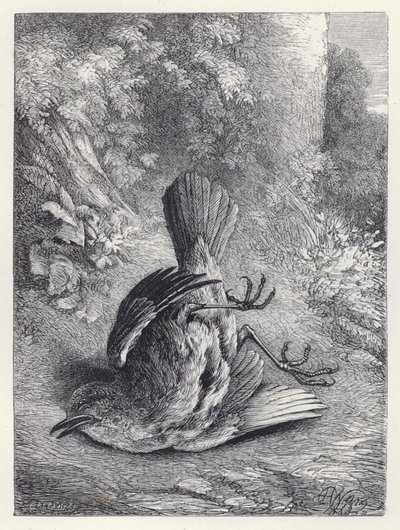 Robin betäubt durch seinen Sturz (Stich) von Harrison William Weir