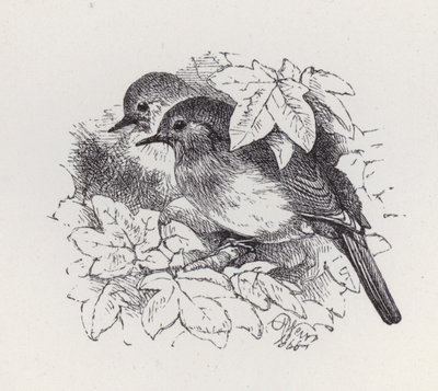 Rotkehlchen von Harrison William Weir