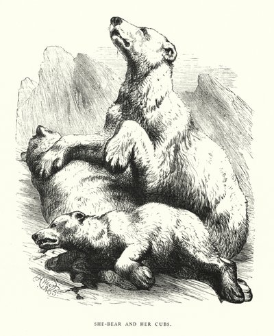 Bärin und ihre Jungen von Harrison William Weir