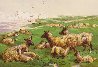 Schafe am Meeresufer von Harrison William Weir