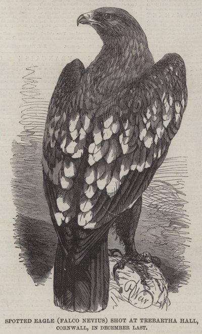 Gefleckter Adler (Falco Nevius), geschossen in Trebartha Hall, Cornwall, im letzten Dezember von Harrison William Weir
