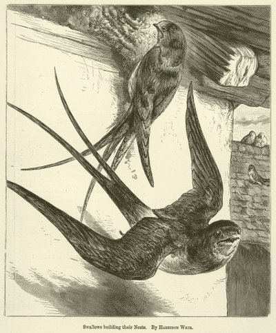 Schwalben bauen ihre Nester von Harrison William Weir