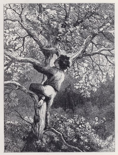 Das Nest der Hänflinge nehmen (Stich) von Harrison William Weir