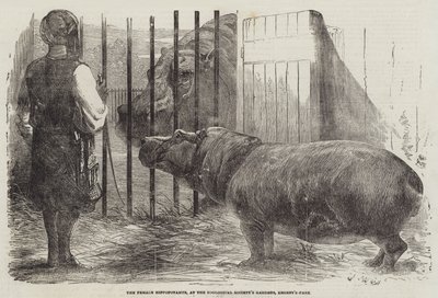 Das weibliche Nilpferd im Garten der Zoologischen Gesellschaft, Regent