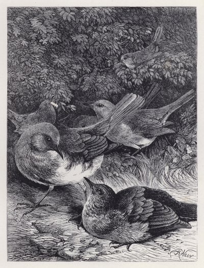 Das gierige junge Rotkehlchen von Harrison William Weir
