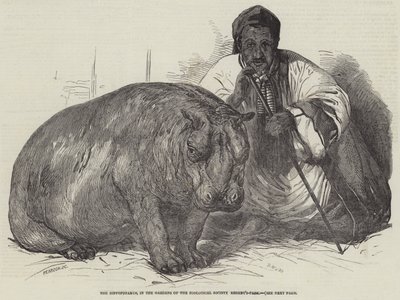 Das Nilpferd, in den Gärten der Zoologischen Gesellschaft, Regent