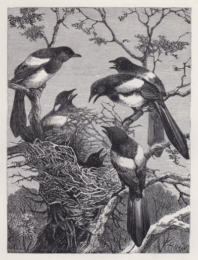 Die Elstern und ihr Nest von Harrison William Weir