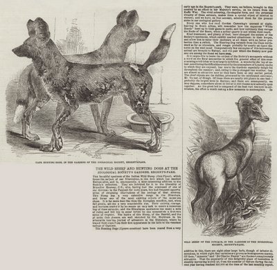 Die Wildschafe und Jagdhunde im Zoologischen Garten, Regent
