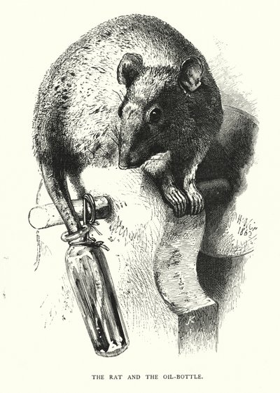 Die Ratte und die Ölflasche (Stich) von Harrison William Weir
