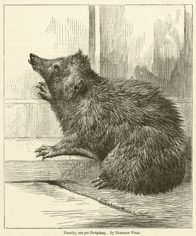 Timothy, unser Haustier-Igel von Harrison William Weir