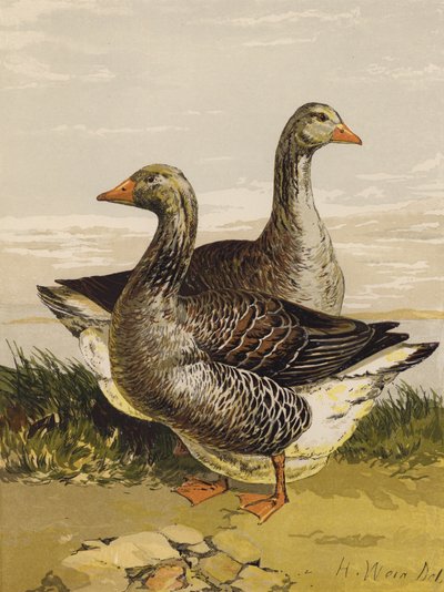 Toulouse-Gänse von Harrison William Weir