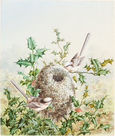 Korallenammern und ihr Nest in einem Stechpalmenbaum von Harry Bright