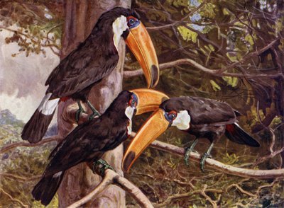 Eine Gruppe von Toco-Tukanen von Harry Hamilton Johnston