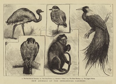 Neue Tiere im Zoologischen Garten von Harry Hamilton Johnston