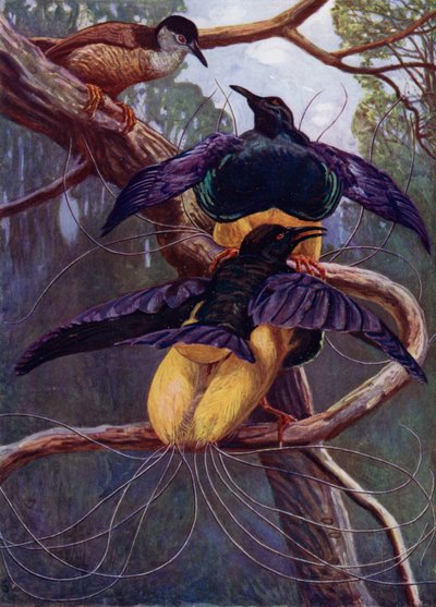 Der Purpur- und Goldvogel des Paradieses von Harry Hamilton Johnston