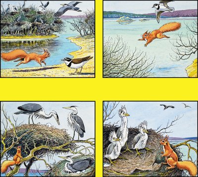 Kleines rotes Eichhörnchen von Harry M. Pettit