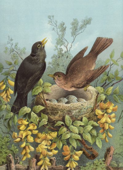 Amsel von Hector Giacomelli
