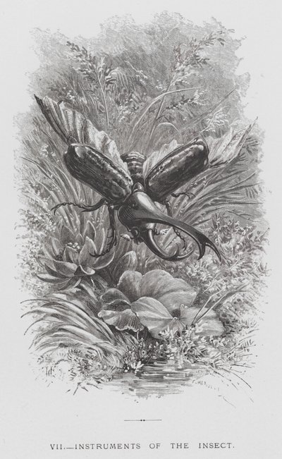 Das Insekt: Instrumente des Insekts von Hector Giacomelli