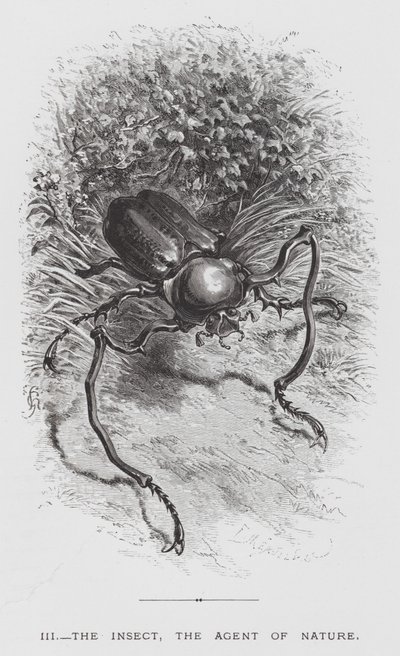 Das Insekt: Das Insekt, der Agent der Natur (Stich) von Hector Giacomelli