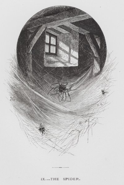 Das Insekt: Die Spinne (Stich) von Hector Giacomelli
