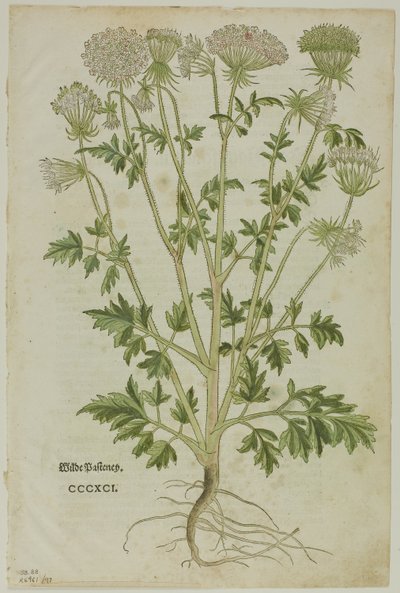 Blatt aus dem Neuen Kräuterbuch von Leonhart Fuchs, Tafel 97 aus Holzschnitte aus Büchern des XVI. Jahrhunderts von Heinrich Füllmaurer