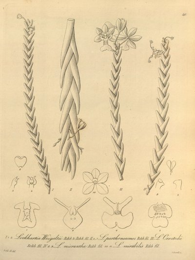 Lockhartia - Xenia Bd. 1 (1858) Abb. 40 von Heinrich Gustav Reichenbach