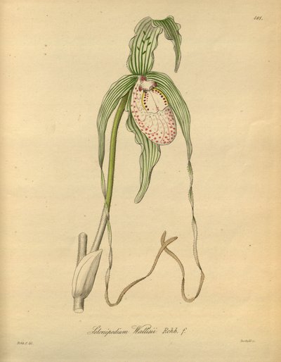 Diese Datei stammt aus der Biodiversity Heritage Library und ist online verfügbar unter biodiversitylibrary.org/page/698377 von Heinrich Gustav Reichenbach