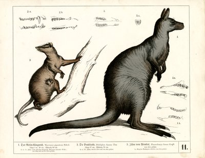 Australische und amerikanische Beuteltiere von Heinrich Leutemann