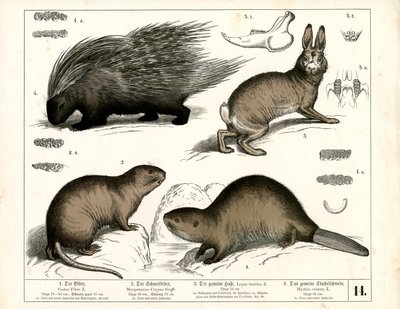 Biber, Stachelschwein und Hase von Heinrich Leutemann