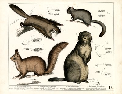 Europäische Nagetiere von Heinrich Leutemann