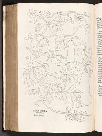 BT3.26.5 S.370 Zucchini, Illustration aus De historia stirpium commentarii insignes von Leonhart Fuchs, 1542 von Heinrich and Meyer, Albert Fullmaurer