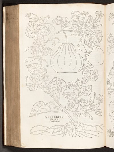 BT3.267.5 S.368 Kürbis, Illustration aus De historia stirpium commentarii insignes von Leonhart Fuchs, 1542 von Heinrich and Meyer, Albert Fullmaurer