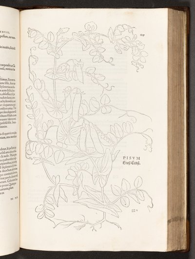 BT3.267.5 S.627 Erbse, Illustration aus De historia stirpium commentarii insignes von Leonhart Fuchs, 1542 von Heinrich and Meyer, Albert Fullmaurer