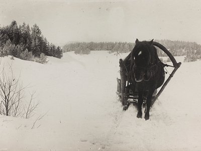 Erster Weltkrieg: die Ukraine in den Jahren 1914-1916 während der Invasion der deutschen Armee. Ein Pferdeschlitten im Schnee (s/w Foto) von Heldenfriedhof Dsessentniki (attr. to)