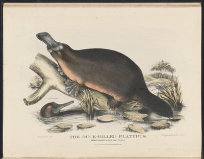 Säugetiere Australiens (Krefft) Nla.obj-33627803-16 Das Schnabeltier von Helena Scott