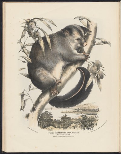 Säugetiere Australiens (Krefft) Nla.obj-33627803-9 Das Gemeine Opossum von Helena Scott