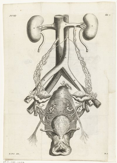 Anatomische Abbildung der weiblichen Geschlechtsorgane und der Nieren (Buchillustration) von Hendrik Bary