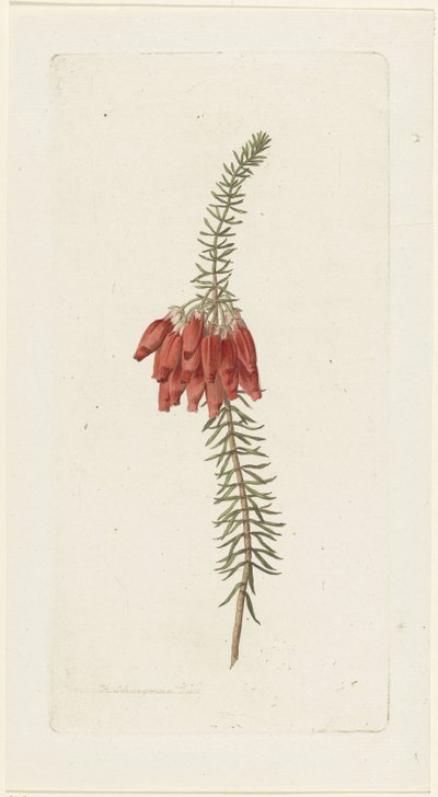 Blumen (Erica Mammosa) von Hendrik Schwegman