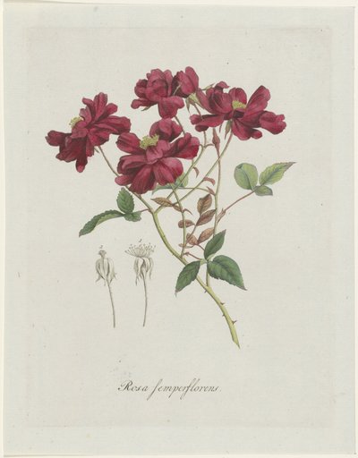 Chinesische Rose (Rosa chinensis Jacq.) von Hendrik Schwegman