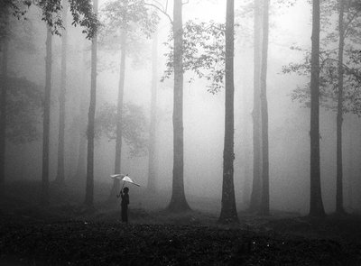 Nebelige Wälder mit Regenschirm von Hengki Lee