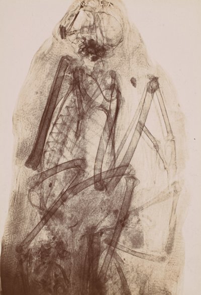 [Röntgenaufnahme der Mumie eines Raubvogels], 1896 von Henri van Heurck