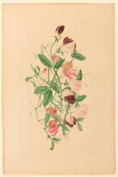Zeichnung, Süßwicken, 1875 von Henrietta Benson Homer