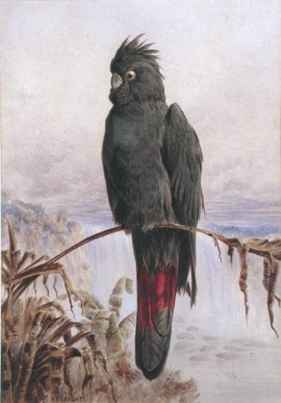 Australischer Rotsteißkakadu von Henry Bright