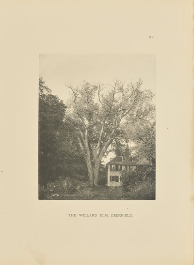 Die Willard-Ulme, Deerfield von Henry Brooks