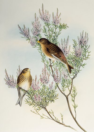 Berghänfling (Carduelis flavirostris), aus Birds of Great Britain von Henry Constantine Richter