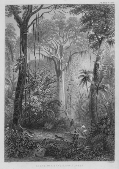 Szene in einem brasilianischen Wald von Henry George (after) Hine