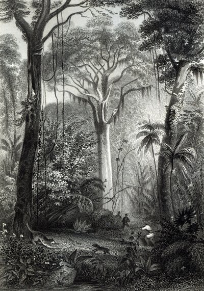 Szene in einem brasilianischen Wald, graviert von J. Bishop von Henry George Hine